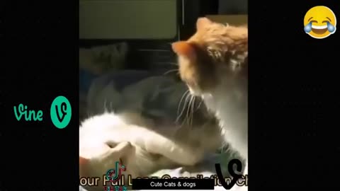 Hilarious cat and dog