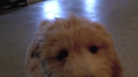 Playing With Franklin The Goldendoodle