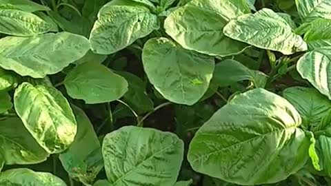 organic spinach harvest