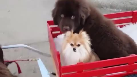 Newfoundland dog pulls puppies around in draft cart