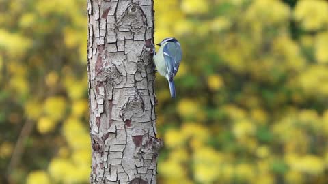 Beautiful Blue Tit 2