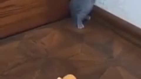 funny video of cats afraid of toys