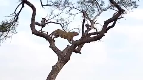 Leopard Hunts Monkey in a High-Stakes Treetop Chase!