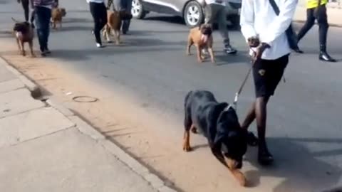 Dogs walking on the street