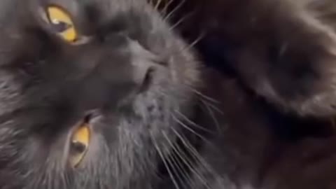 CATS will make you LAUGH YOUR HEAD OFF - Funny CAT compilation