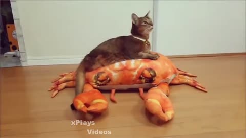 Funnt Cats Compilation