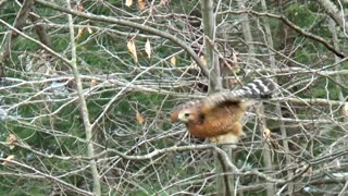 Red-shouldered hawk