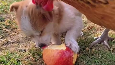 Dog con play with balloons Cat