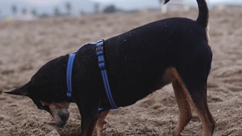 Sweet dog digging the ground on the beach