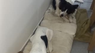 Argentinian Border Collie and her puppy