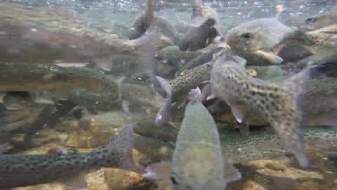 Fish Feeding Frenzy