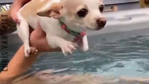 Funny animal dog in swingpool