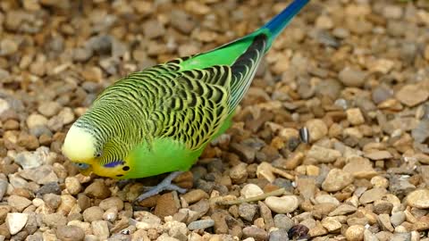 Beautiful small parrot.