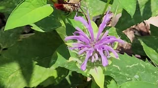 Hummingbird moth on bee balm