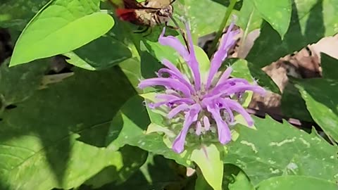 Hummingbird moth on bee balm