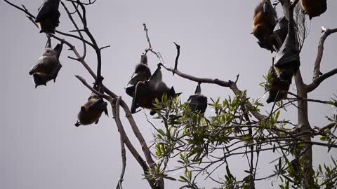 Wild tree bats Corona