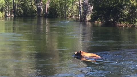 Bear Accidentally Gets Sucked Down Waterfall