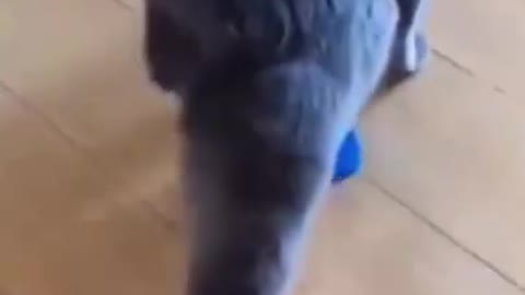 Adorable Kitty Tries Wearing Sandals