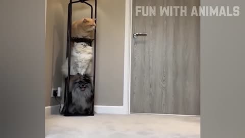 Funny animals video😂