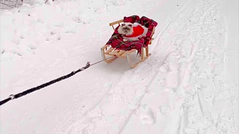Cat Is Escorted Via Sleigh Driven By Two Dogs
