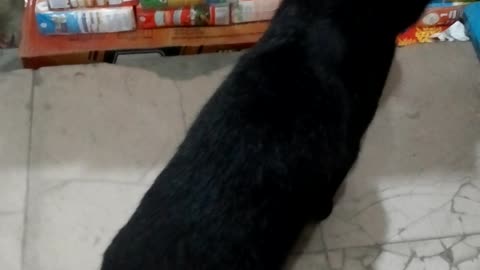 Playing With My Black Cat