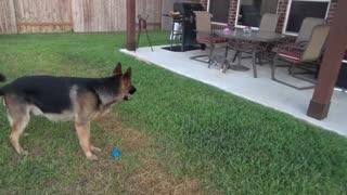 German Shepherd Playing with Baby Pitbull!