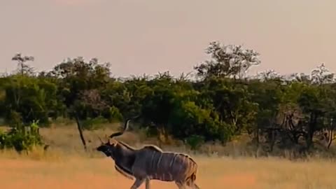 Watching Majestic Kudu Bull. #Amazing#animals #wildlife#nature