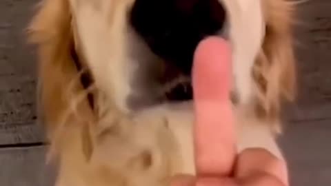 Dogs reaction in the face of the middle finger so funny 🤣