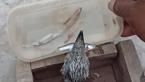 great cormorant eats the whole fish instantly