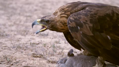 Golden Eagle With Prey