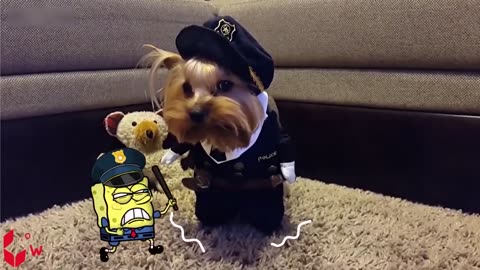 Funny Animal Videos 2023 😇 - Funniest Dogs and Cats Videos 😁 - Spongebob in Real Life - Woa Doodles