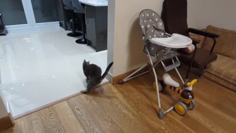 Young Cat Terrorizes Older Cat (2)