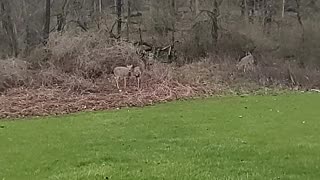 Having fun with Bambie in the backyard