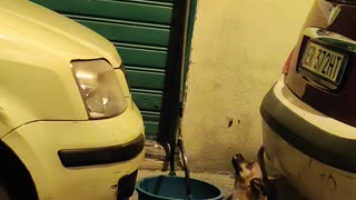 Dog Rides Bucket Elevator