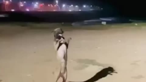 Dog dancing