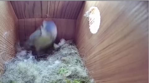 The Miracle of Nature An Empty Nest Turns into a Home for a New Egg in Record Time