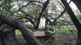 Finch Feeding