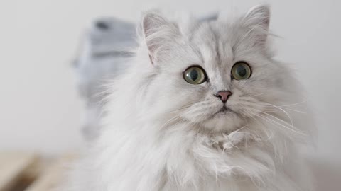 White Persian cute Cat