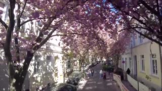 Germans in awe of cherry blossoms in full bloom