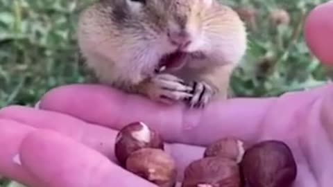 Feats of Playful Squirrel #shorts #viral #shortsvideo #video