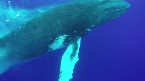 Humpback whale takes off