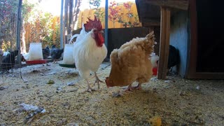 Backyard Chickens Relaxing Video Sounds Noises Hens Clucking Roosters Crowing!