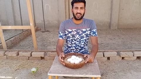 My broody chicken sitting on eggs in hot weather