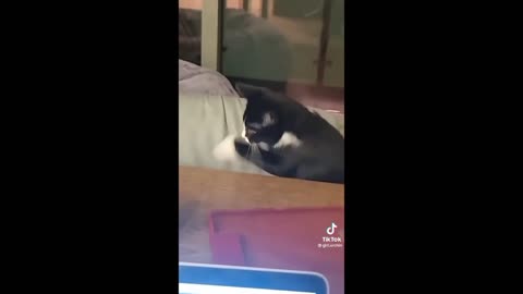 Cat new video