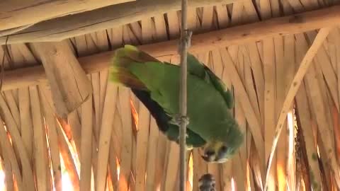 "Parrot On Rope" "Royalty Free Video Footage"