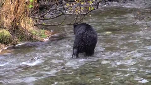 Black bear plays in the river and tries to catch fish