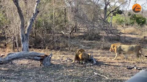 Male Lion Takes Out Wild Dog Pups