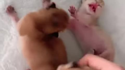 Adorable Newborn Kittens #shorts #kitten #newbornkitten