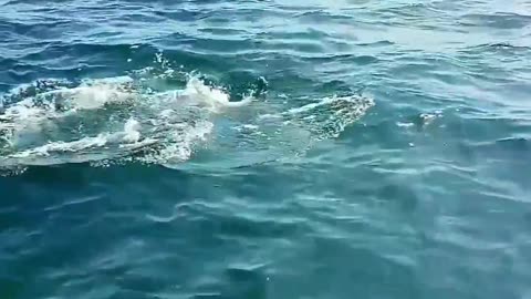 Dolphins of Hengam Island