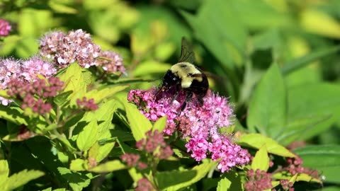 Bumblebee Pollinating Spirea Flowers